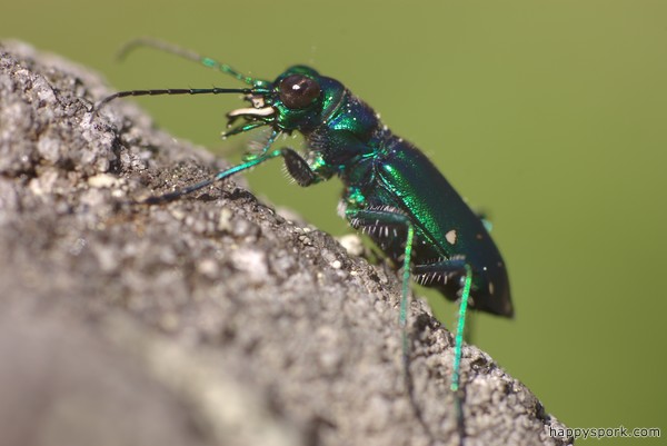 Tiger beetle