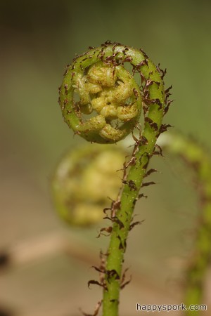Fiddlehead