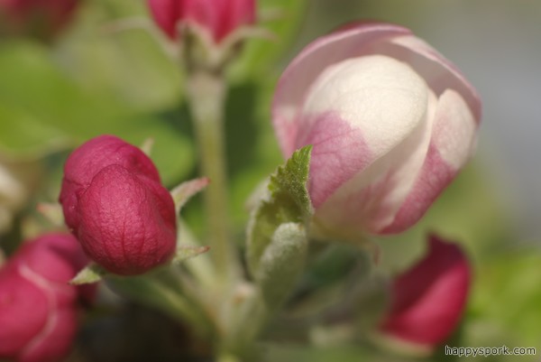 Apple blossoms