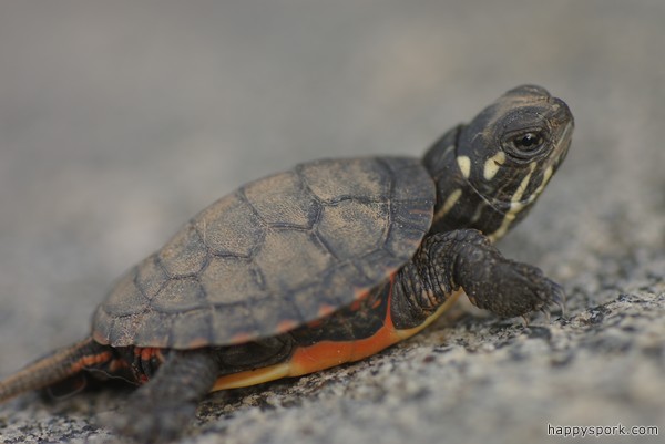 Baby Painted Turtle