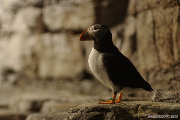 Puffin