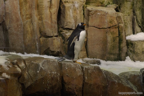 Gentoo Penguin