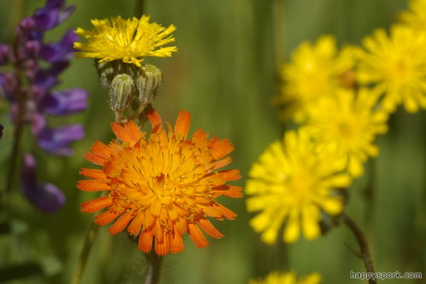 Indian Paintbrush