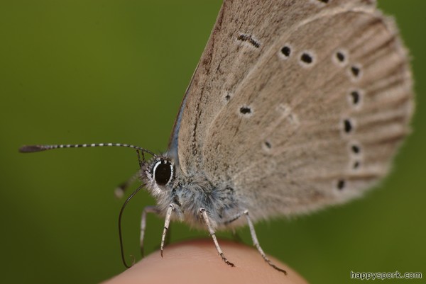 Silvery Blue