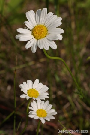 Daisies