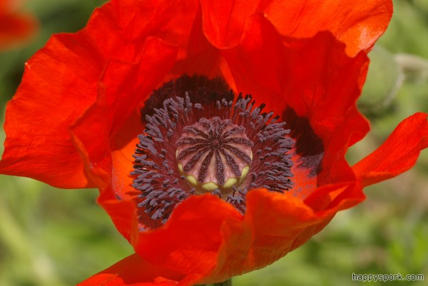 Red Poppy flower