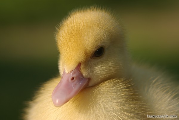 Baby duckling