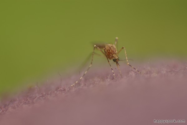 Mosquito