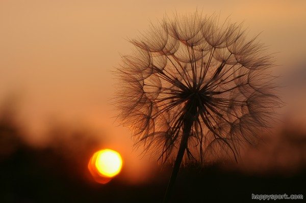 Goatsbeard