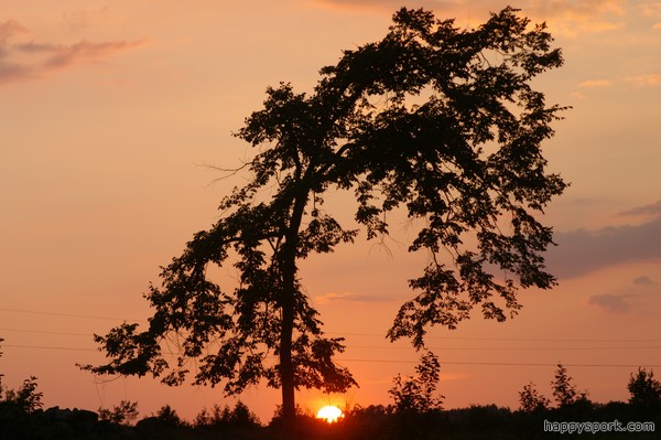 Elm tree