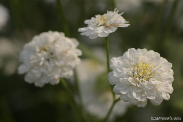 Chrysanthemum