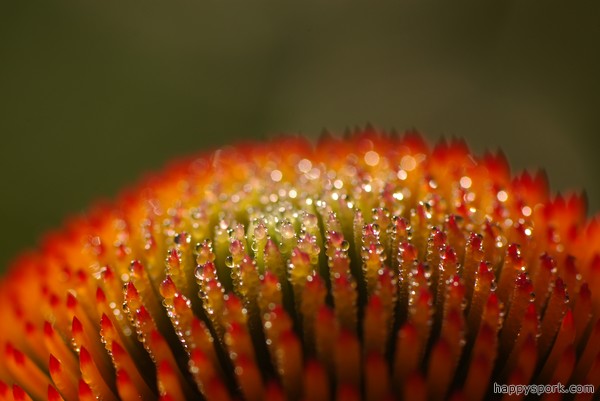 Dew covered Echinacea