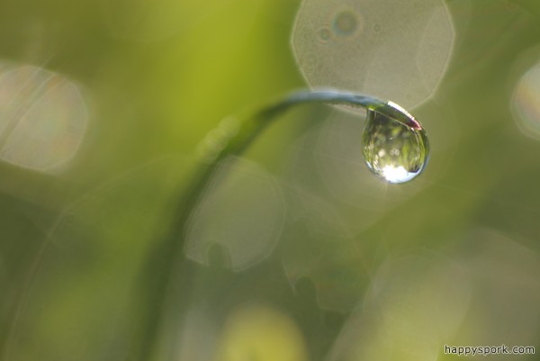 Dew on grass