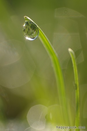 Dew on grass