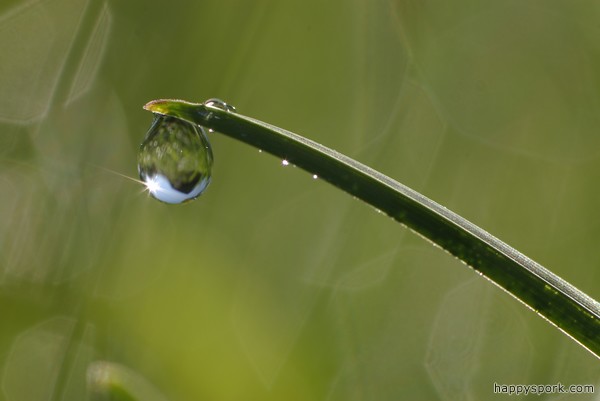 Dew drop