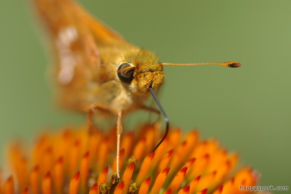 Skipper on Echinacea