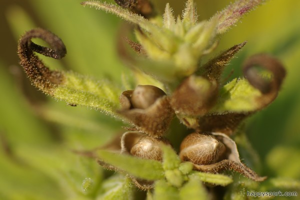 Hemp bud