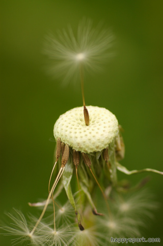 Dandelion Seed