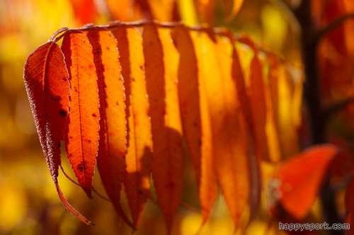 Sumac Leaves