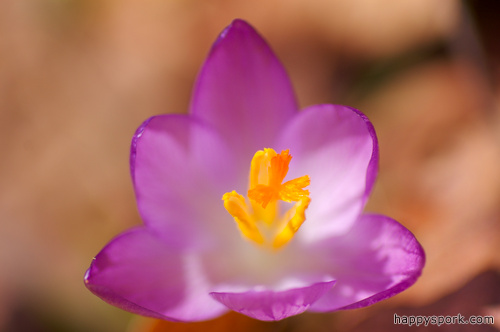 Crocus