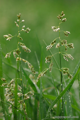 Wet Grass Seeds