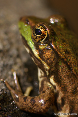 Green Frog