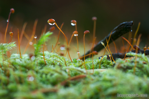 Wet Moss