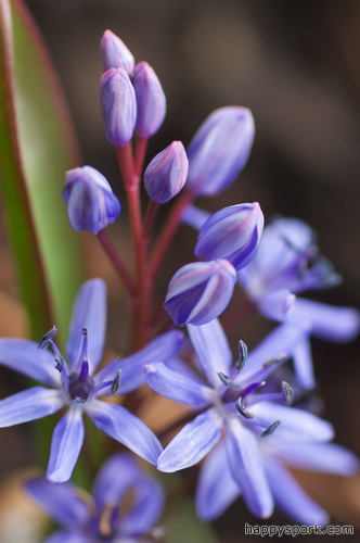 Blue Flowers