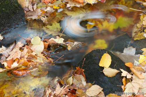 Swirling Leaf