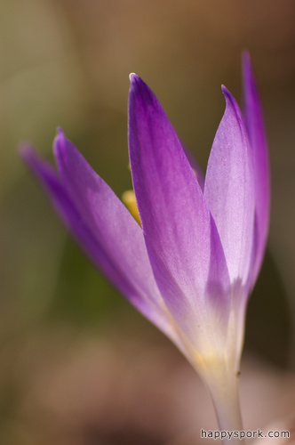 Crocus