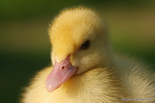 Duckling