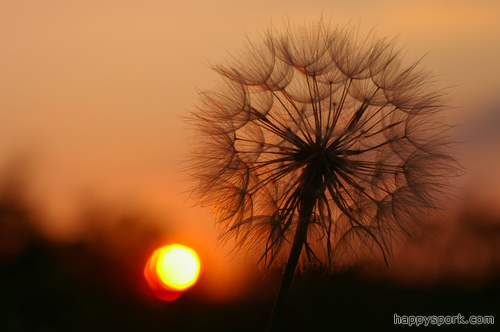 Goatsbeard Seedhead