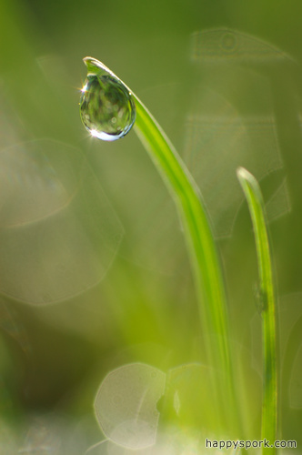 Dew Drop