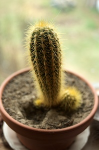 Cactus 28mm, f2.8, 1/60s