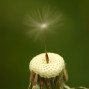 Dandelion Seed