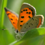 American Copper Butterfly