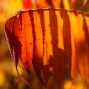 Sumac Leaves