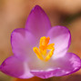 Crocus