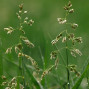 Wet Grass Seeds