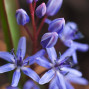 Blue Flowers