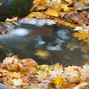 Leaf Pond