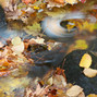 Swirling Leaf