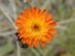 Indian Paintbrush