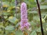 Steeplebush