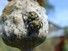 Spider on Poppy