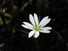 Stitchwart