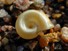 Snail shell