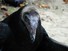 Dying Vulture
