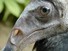 Dying Vulture
