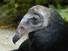 Dying Vulture